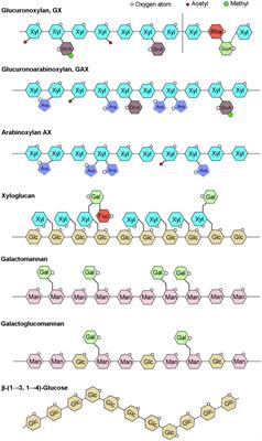 Biosynthesis and Transport of Nucleotide Sugars for Plant Hemicellulose
